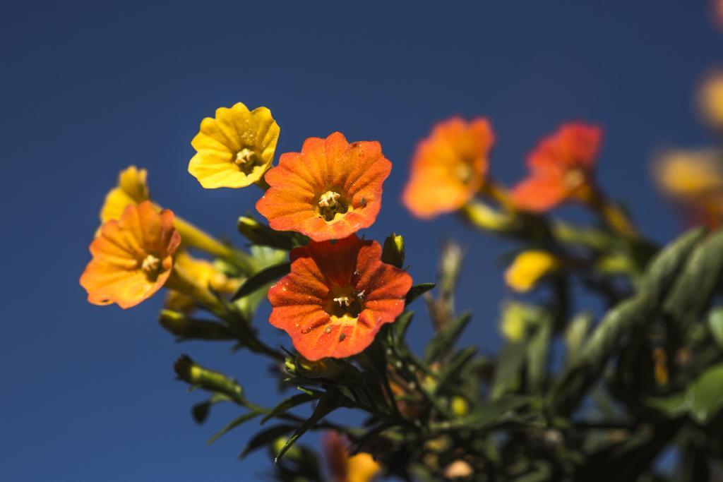 Sacred Valley Sol Y Luna - Relais & Chateaux מראה חיצוני תמונה